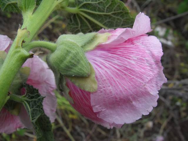Alcea biennis / Malvone bienne